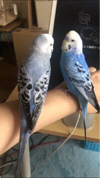 セキセイインコの品種について 現在3歳のセキセイインコを2羽飼 Yahoo 知恵袋