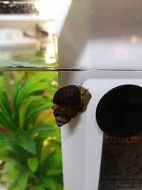 昨日買ってきたヒメタニシの背中に小さい貝がついていました この貝はヒメタニシで Yahoo 知恵袋