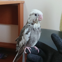 オカメインコの雛を飼い始めました 最近 体重を計り始めたので 体重の基準 Yahoo 知恵袋