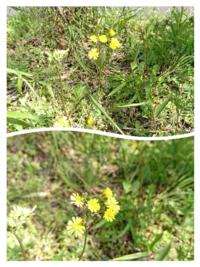 黄色いこの花は道端に生えている花ですか 名前は何ですか オオキバナ Yahoo 知恵袋