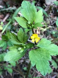 セロリに 花が咲いてしまいました 茎の根元も丸い状態です これは 食べら Yahoo 知恵袋