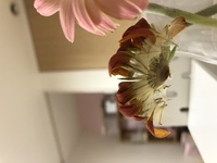 ガーベラの種について教えてください 娘が卒園式で貰った切花のガーベラ Yahoo 知恵袋