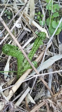 コゴミとシダの見分け方ありますか くるっと巻いているのは全部こ Yahoo 知恵袋