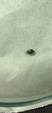 虫画像付きです 虫の名前を教えて頂きたいです 和室にこの虫が大量発生しています 教えて 住まいの先生 Yahoo 不動産