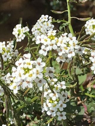 上 クレソン 花言葉 乾いた壁