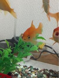 金魚が水槽から飛び出て死んでしまいました 飛び出して逃げようとするほど水槽が Yahoo 知恵袋