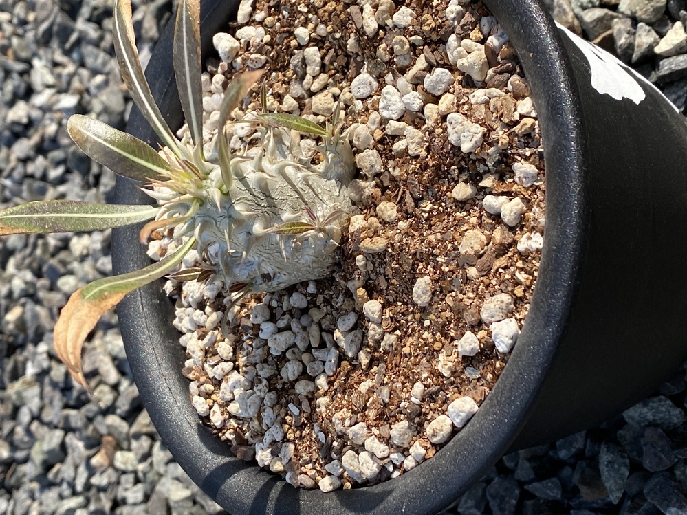 グラキリス 極美 バリエム グラ専 早いも勝ち - 植物/観葉植物