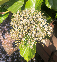 何の花 今時期にラッパみたいな形で 30センチはある様で 下向き Yahoo 知恵袋