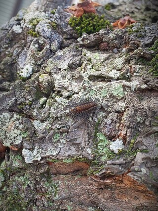 庭の梅の木に画像の毛虫 が数匹見つかりました 体長１cm程度で 丸い Yahoo 知恵袋