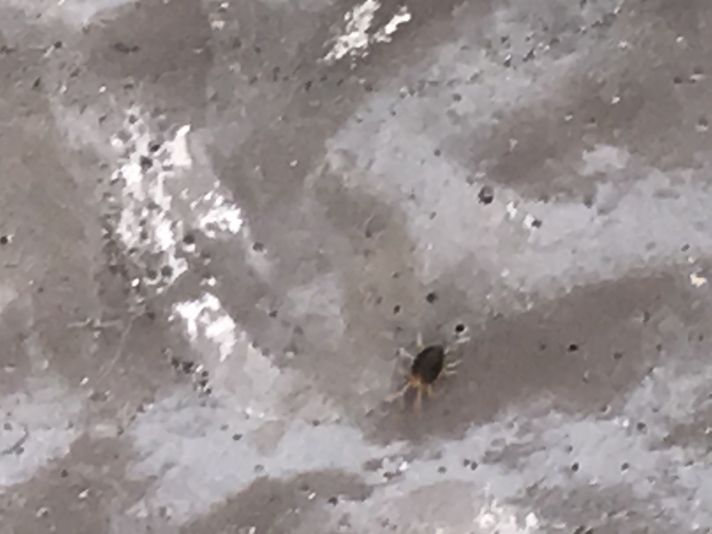 ベランダ 赤い 虫