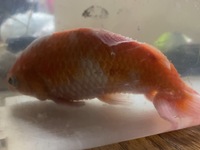 この金魚は助かるのでしょうか。
弟が飼ってる金魚でまだ1年半程度しか生きてないのですがどうやら病気らしく、尾びれが赤くて身体中ぼろぼろ、相当弱っています。
弟は既になんの病気か、そ して治療法も調べて実践してるようなのですがついさっき泣きながら「もうダメだ。あいつは死ぬ」と言っておりました。

本当にあの金魚は死んでしまうのでしょうか。それとも諦めなければ治るのでしょうか。有識者の方...