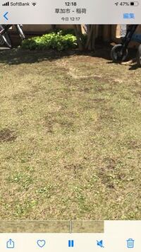 芝生に虫が 最近庭に芝生を入れたのですが 小さい飛ぶ虫 Yahoo 知恵袋