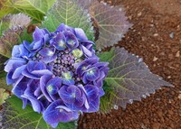 紫陽花の葉の黒ずみ先日紫陽花を買い 日陰に植えたのですが画像の様に全 Yahoo 知恵袋