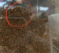 カブトムシの幼虫の土にこのような細い虫が沢山いてほかのカゴにも付いています Yahoo 知恵袋