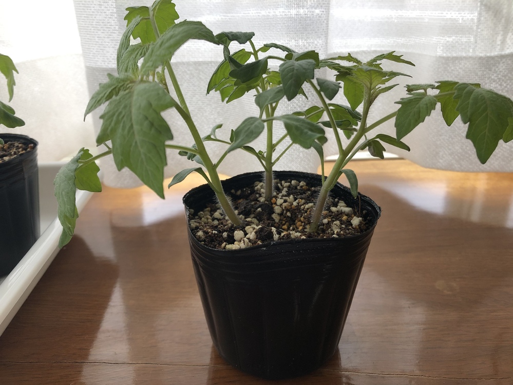 ミニトマトの間引きひとつのポットの苗が同じくらいの成長をしていて 間 Yahoo 知恵袋