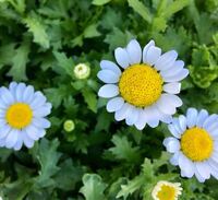 ノースポールの花が咲き終わったので 花がら摘みをしようと思いま Yahoo 知恵袋