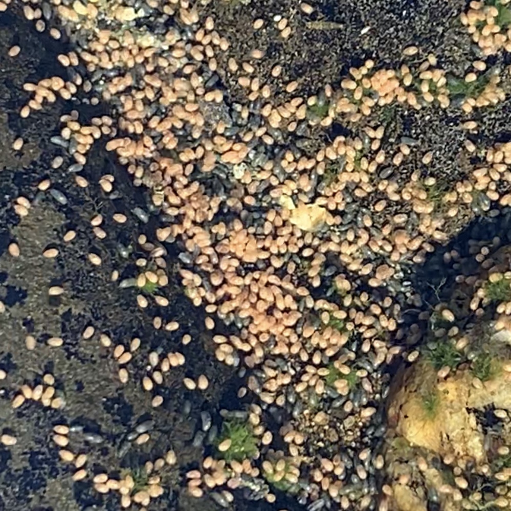 池の中に卵のようだけど うごめく生物を見つけました これは何でしょう Yahoo 知恵袋