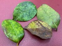 椿 ツバキ 病気 ツバキの葉がこのような色になっています なんの Yahoo 知恵袋