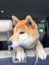 この柴犬はキツネ顔に見えますか うちの子です Yahoo 知恵袋