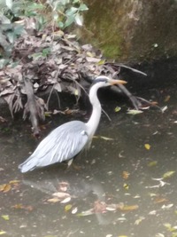 鳥の名前を教えてください 京都の伏見稲荷大社で見かけました 京都に限らず 都内 Yahoo 知恵袋