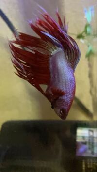 今日からベタを飼い始めたのですが 餌の量とあげる頻度が分かり Yahoo 知恵袋