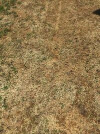 芝生の超デコボコを直す方法を教えてください 芝が枯れて随分とデコボコが Yahoo 知恵袋