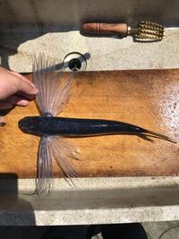 トビウオは魚類ですが どうやって飛ぶのですか Yahoo 知恵袋