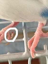インコについて インコが喧嘩して足から血を流すほどの怪我をしてしまいまし Yahoo 知恵袋