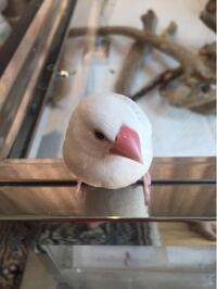 4歳の文鳥のくちばしに白いカサブタのようなものが所々あります 確認 Yahoo 知恵袋