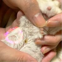 ハムスターがエサを頬袋につめこんだまま出しません 1歳2ヶ月になるゴー Yahoo 知恵袋