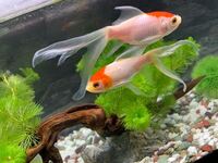 金魚の尾の破れ 裂けについて教えてください 4歳の金魚を飼っているのですが Yahoo 知恵袋