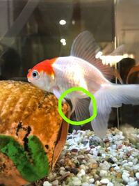 金魚の尾ぐされ病についてです 本日 新しい金魚の丹頂を飼いました 点滴法 Yahoo 知恵袋