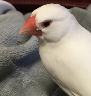 画像有り うちの文鳥です 3日前くらいから急にくちばしに変な物がつ Yahoo 知恵袋