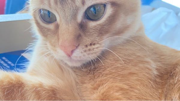 うちで飼っている猫ちゃんのひげが短くて左側だけ少ないように感じます 