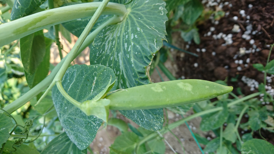 スナップえんどうを2月初旬に植えたですが どれも豆にこのように虫が食 Yahoo 知恵袋