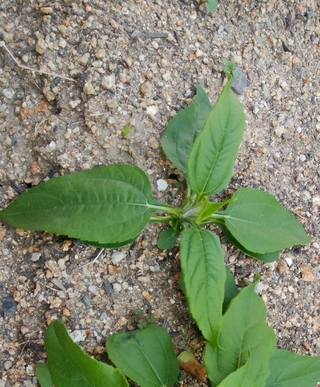 ルッコラの種を買って家庭菜園に植えましたが私の知っているルッコラと違う気がしま Yahoo 知恵袋