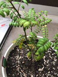 今年 葉山椒の苗木を買いベランダで育てています 植え替えて3週間くらいに Yahoo 知恵袋