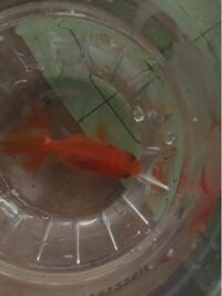 金魚の頭に血豆のようなものが3 4ヶ月前からあります おそら Yahoo 知恵袋