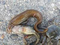 海釣りにてブラクリで穴釣りしてたら見慣れない魚が釣れました 家に持って帰ってき Yahoo 知恵袋