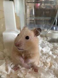 チワワを飼いたいのですが チワワって高確率で眼球突出 になってしまいますか Yahoo 知恵袋