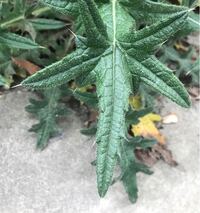 雑草の名前が知りたいです 花は見当たらず 葉っぱが沢山ついてい Yahoo 知恵袋