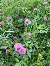 この紫の花はなんて言う奴ですか シロツメクサによく似てるので仲間ですか Yahoo 知恵袋