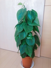 こちらの観葉植物の名前を教えてください 育て方や特徴が分からず ハー Yahoo 知恵袋