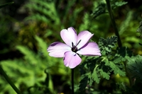 無名の花苗から咲きましたが アグロステンマ 似のこの花は何でしょうか Yahoo 知恵袋