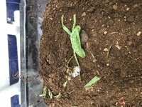 はま寿司の声優ナレーションシリーズはもう一生花江夏樹なんですか Yahoo 知恵袋