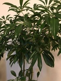 観葉植物を買いました しかしなんの植物かを忘れてしまい困っています 写真 Yahoo 知恵袋