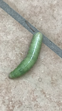 マンションのベランダで育てている観葉植物のシマトネリコにこんな幼虫がいました。これは何の幼虫でしょうか？ 