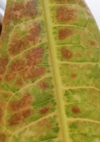 パキラの葉が変色 斑点 になってます 3年ほど育てているパキラの葉の様子 Yahoo 知恵袋