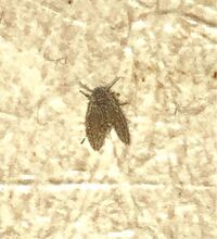 水槽台や水槽のふちにたくさんの小さい虫がいました 最初ホコリかなと思ってよ Yahoo 知恵袋