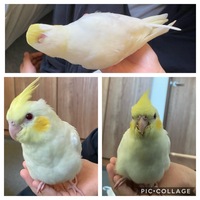 オカメインコの性別わかる方教えて欲しいです パステルフェイスのルチノーのオカメ Yahoo 知恵袋